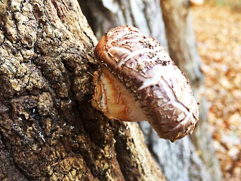木材腐朽菌の一つであるシイタケ